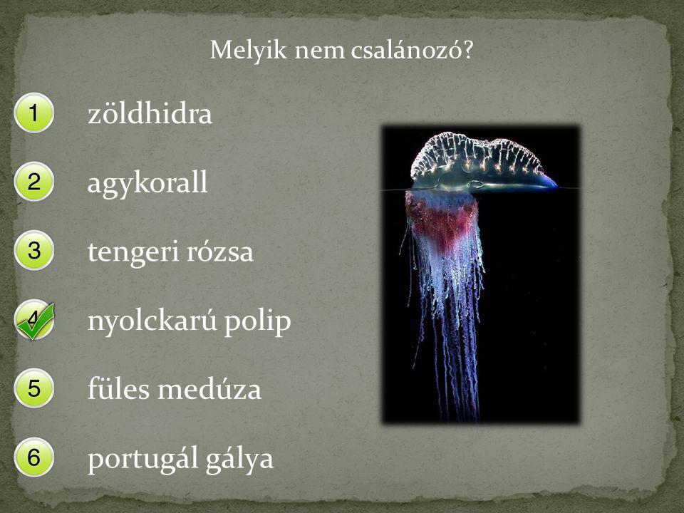 zöldhidra agykorall tengeri rózsa nyolckarú polip füles medúza