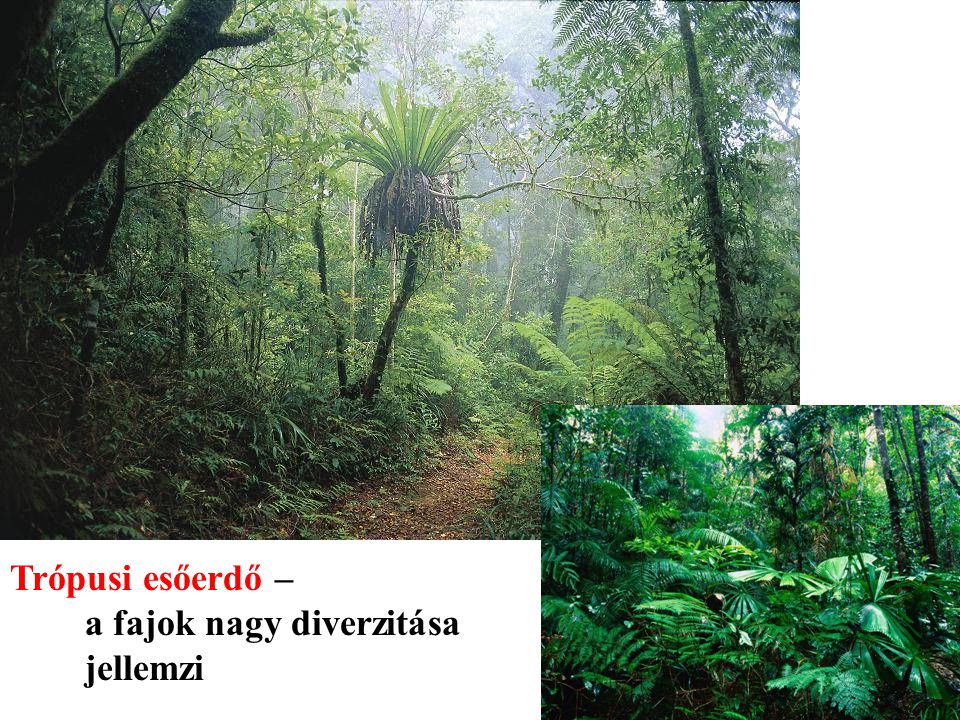 Trópusi esőerdő – a fajok nagy diverzitása jellemzi