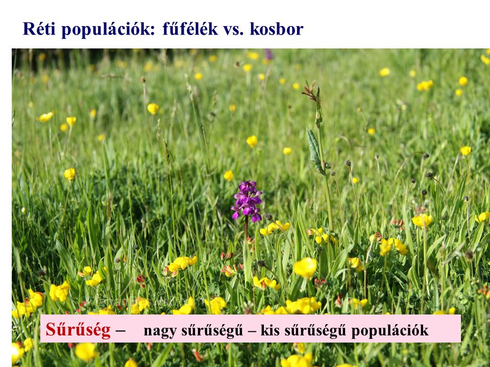 Réti populációk: fűfélék vs. kosbor