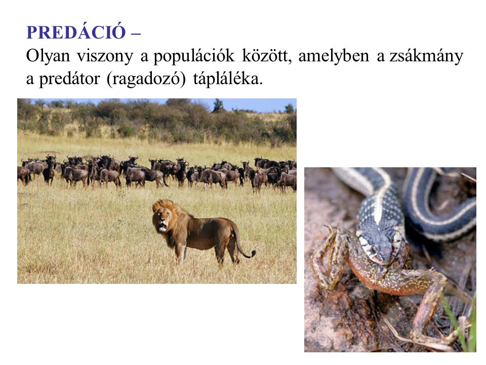 PREDÁCIÓ – Olyan viszony a populációk között, amelyben a zsákmány a predátor (ragadozó) tápláléka.