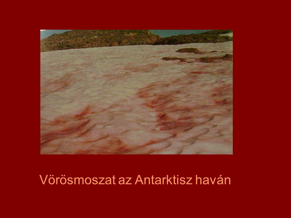 Vörösmoszat az Antarktisz haván