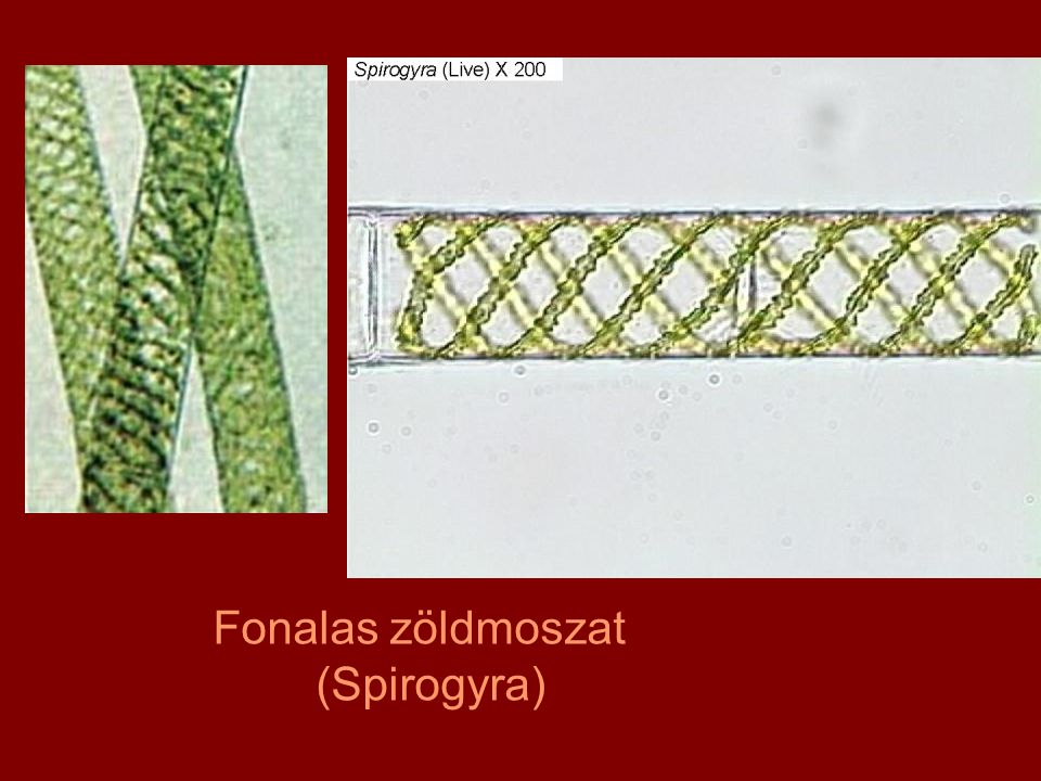 Fonalas zöldmoszat (Spirogyra)