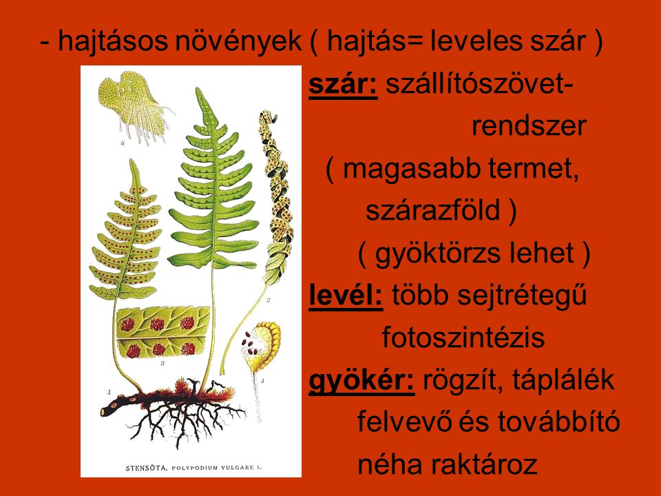 - hajtásos növények ( hajtás= leveles szár )