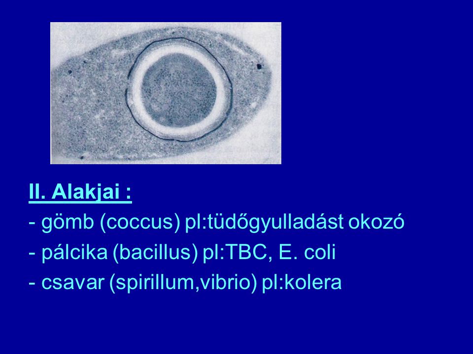 II. Alakjai : - gömb (coccus) pl:tüdőgyulladást okozó.