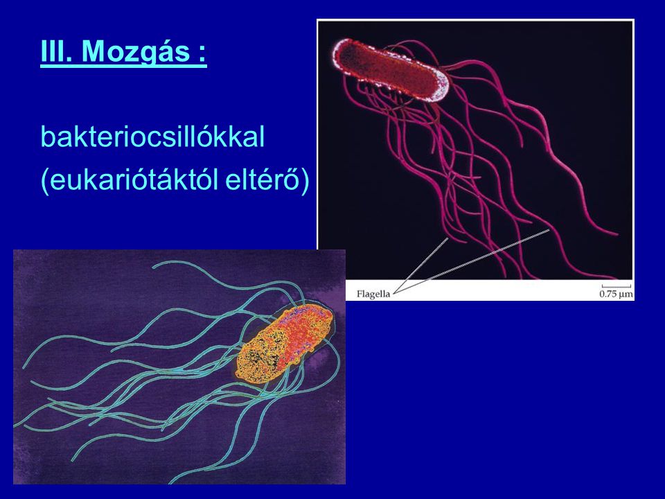 III. Mozgás : bakteriocsillókkal (eukariótáktól eltérő)
