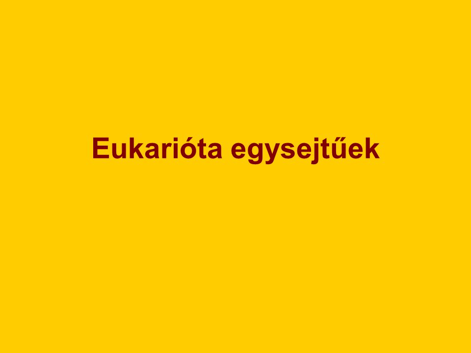 Eukarióta egysejtűek