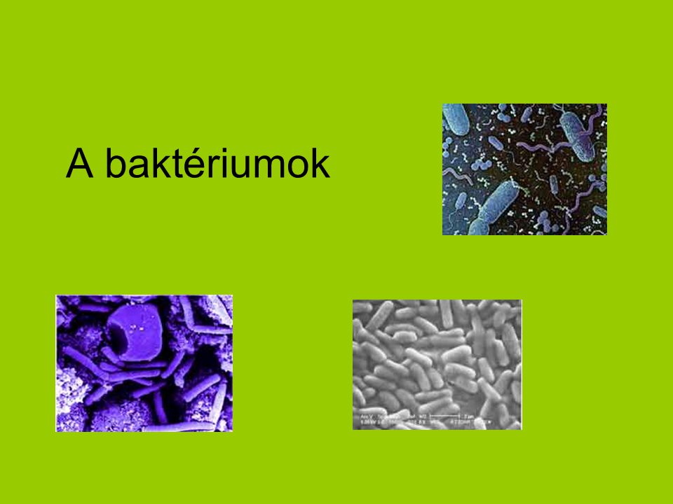 Baktériumok osztálya