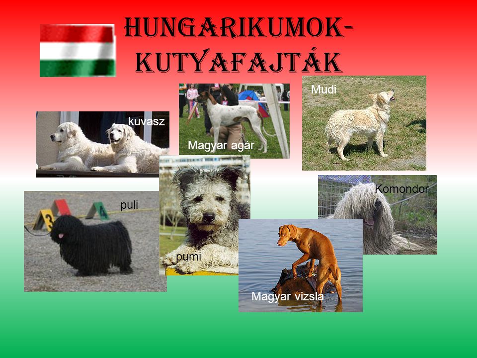Hungarikumok- kutyafajták