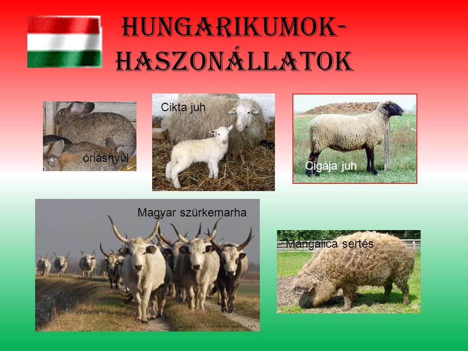 Hungarikumok- haszonállatok