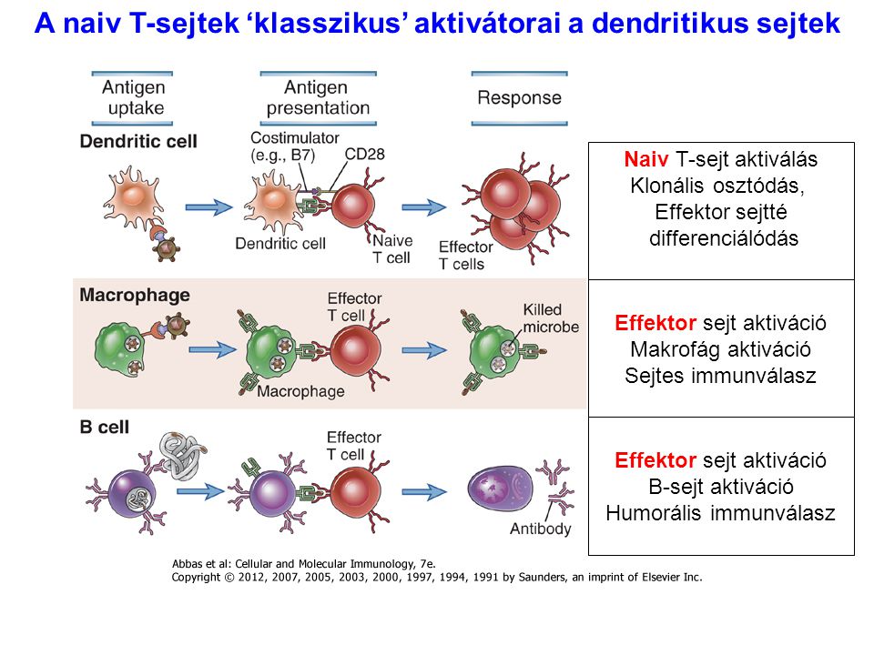 A naiv T-sejtek ‘klasszikus’ aktivátorai a dendritikus sejtek