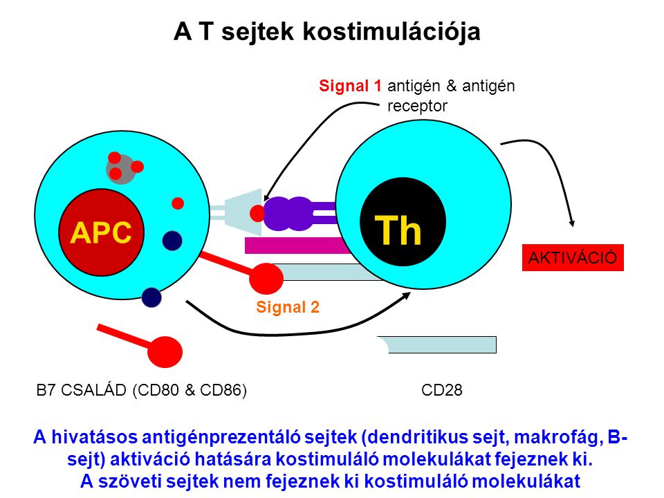 Th APC A T sejtek kostimulációja