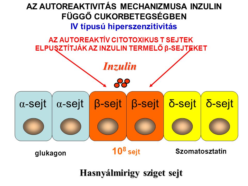 Inzulin β-sejt δ-sejt α-sejt 108 sejt Hasnyálmirigy sziget sejt