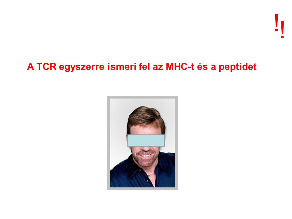 ! ! A TCR egyszerre ismeri fel az MHC-t és a peptidet