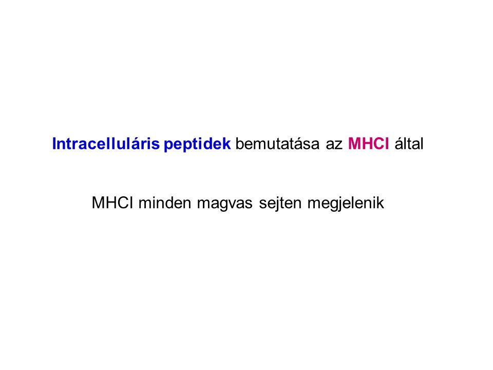 Intracelluláris peptidek bemutatása az MHCI által