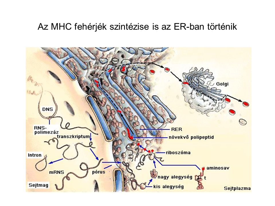 Az MHC fehérjék szintézise is az ER-ban történik