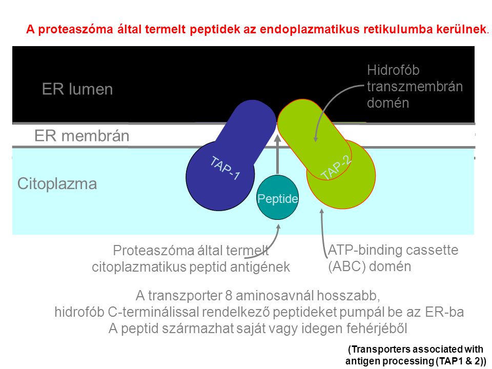 (Transporters associated with antigen processing (TAP1 & 2))