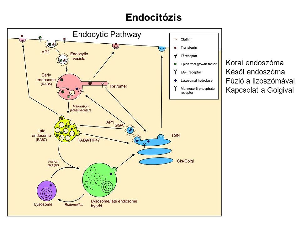 Endocitózis Korai endoszóma Késői endoszóma Fúzió a lizoszómával