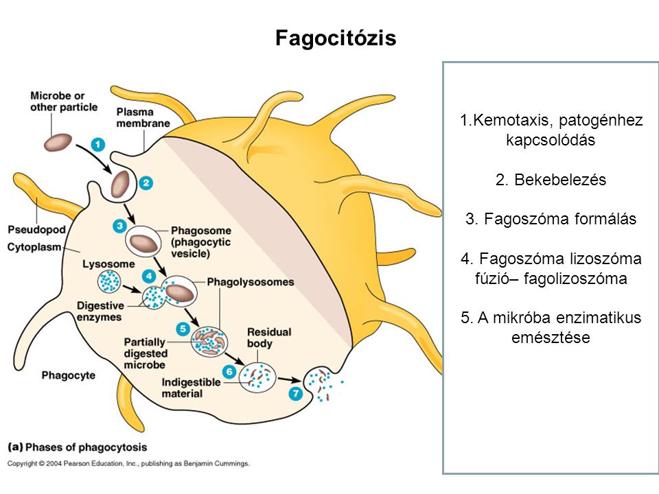 Fagocitózis 1.Kemotaxis, patogénhez kapcsolódás 2. Bekebelezés