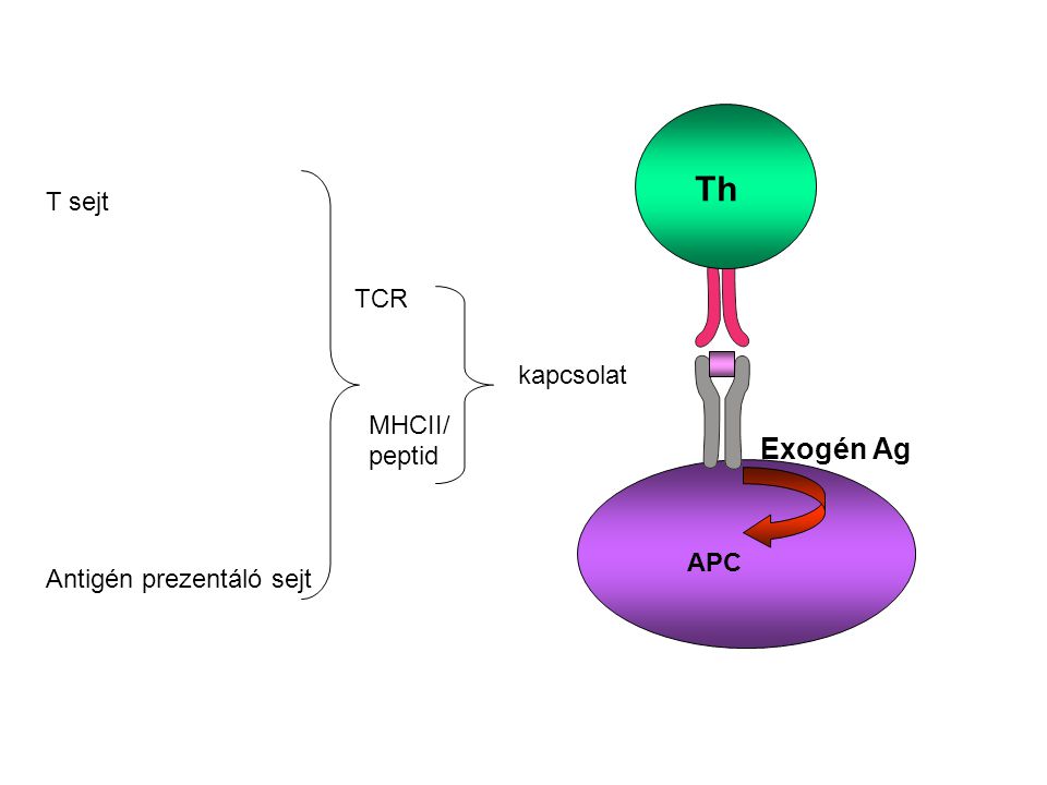 Th Exogén Ag T sejt TCR MHCII/ peptid kapcsolat