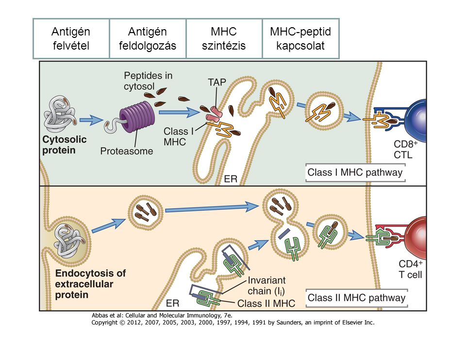 Antigén felvétel Antigén feldolgozás MHC szintézis MHC-peptid kapcsolat