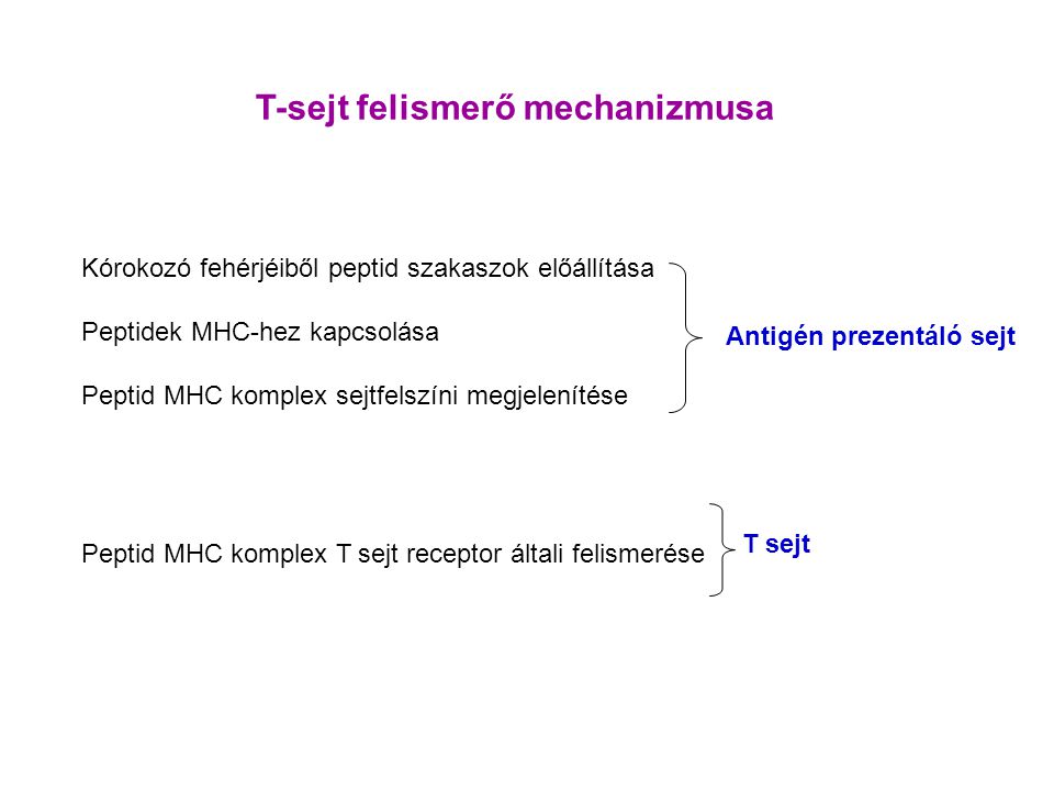 T-sejt felismerő mechanizmusa