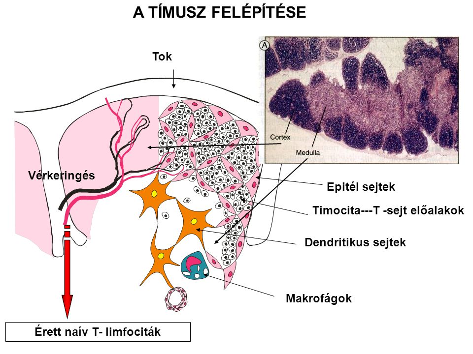 Érett naív T- limfociták