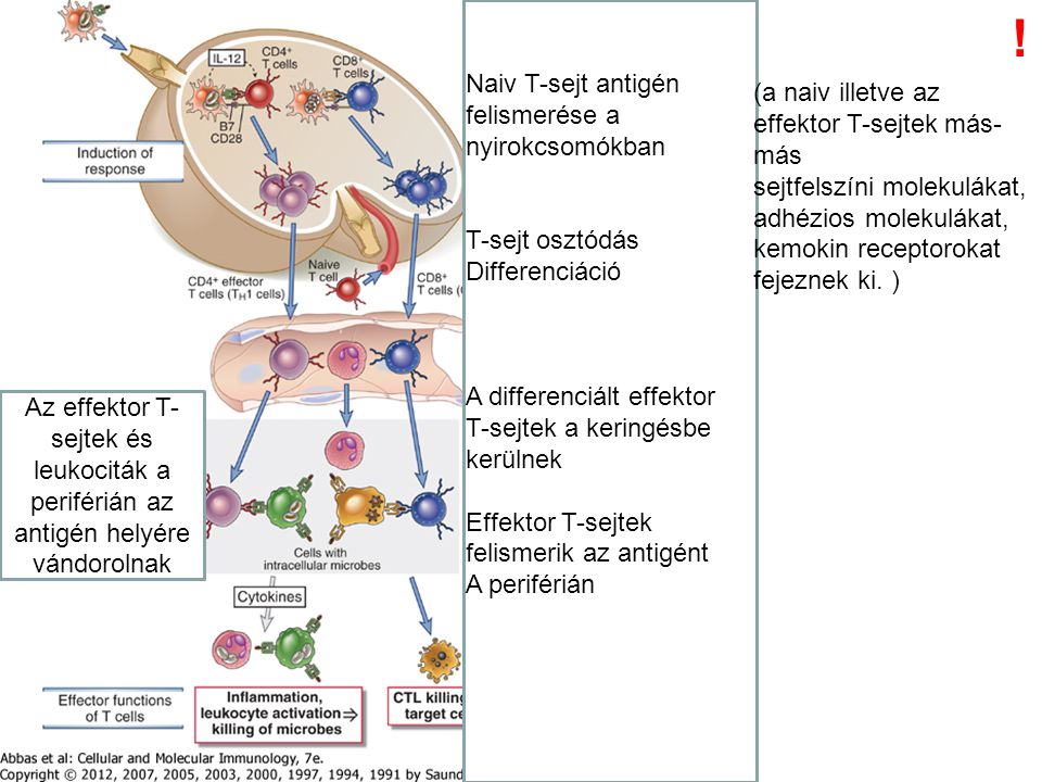 ! Naiv T-sejt antigén felismerése a nyirokcsomókban