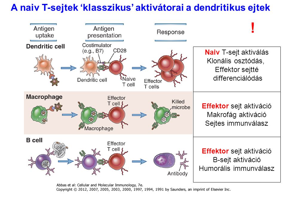 ! A naiv T-sejtek ‘klasszikus’ aktivátorai a dendritikus ejtek