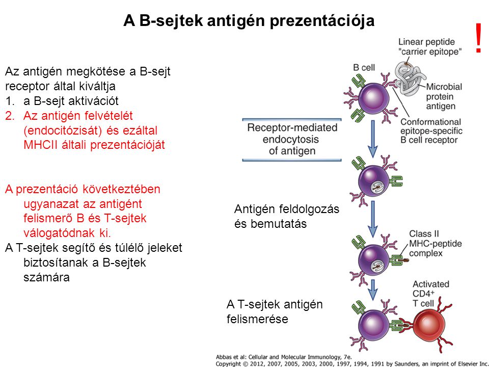 ! A B-sejtek antigén prezentációja