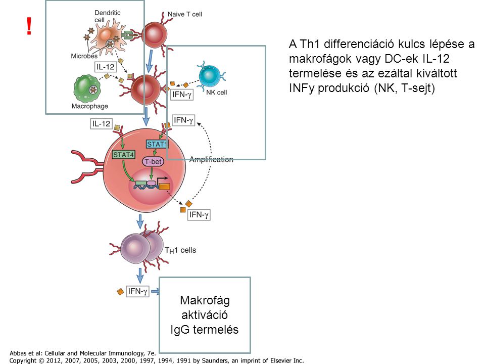 ! A Th1 differenciáció kulcs lépése a makrofágok vagy DC-ek IL-12 termelése és az ezáltal kiváltott INFy produkció (NK, T-sejt)