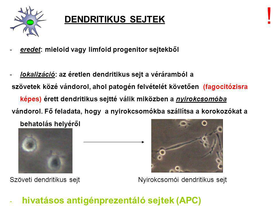 ! DENDRITIKUS SEJTEK eredet: mieloid vagy limfoid progenitor sejtekből