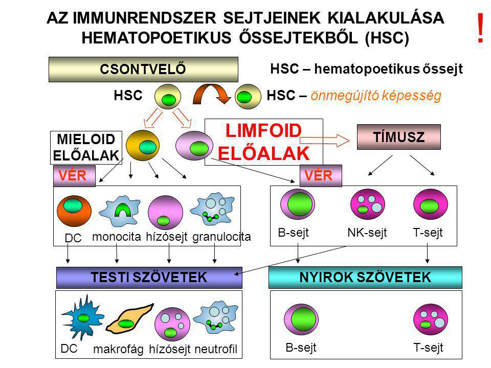 HSC – hematopoetikus őssejt