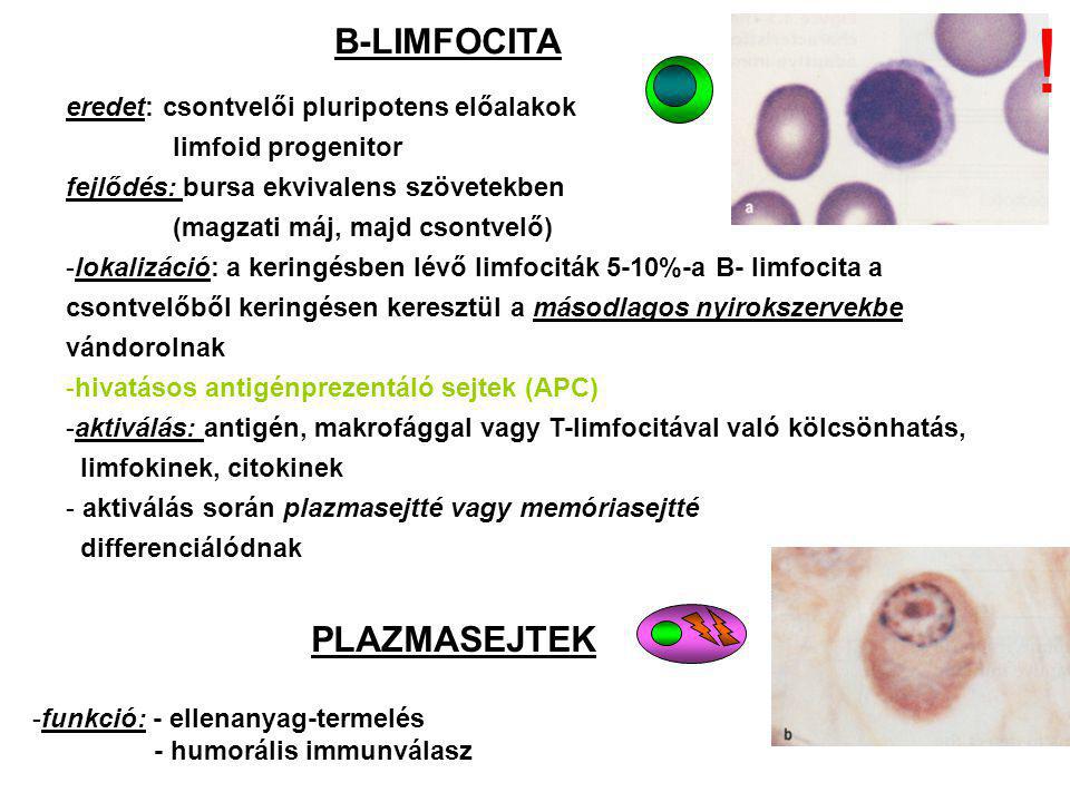 ! B-LIMFOCITA PLAZMASEJTEK eredet: csontvelői pluripotens előalakok