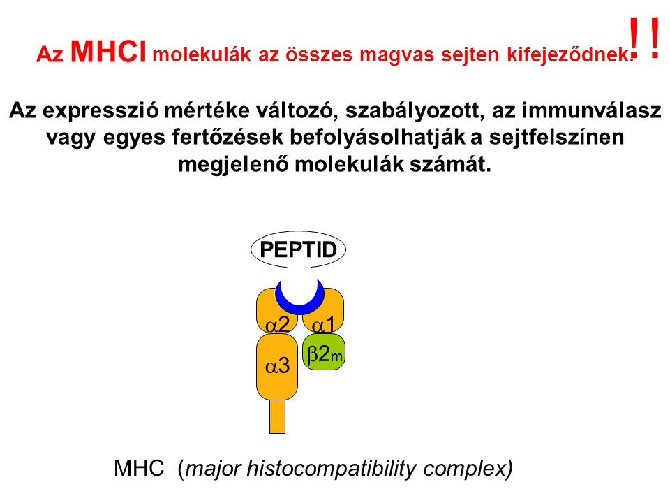 Az MHCI molekulák az összes magvas sejten kifejeződnek.