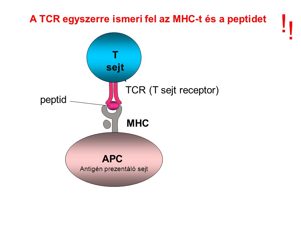 A TCR egyszerre ismeri fel az MHC-t és a peptidet