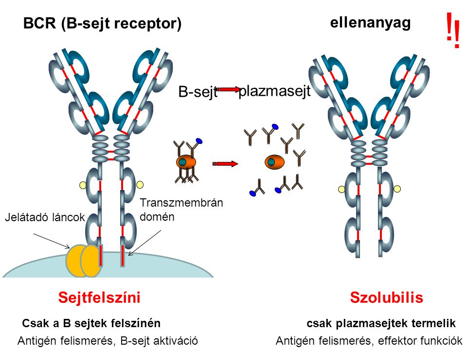 ! ! BCR (B-sejt receptor) ellenanyag B-sejt plazmasejt