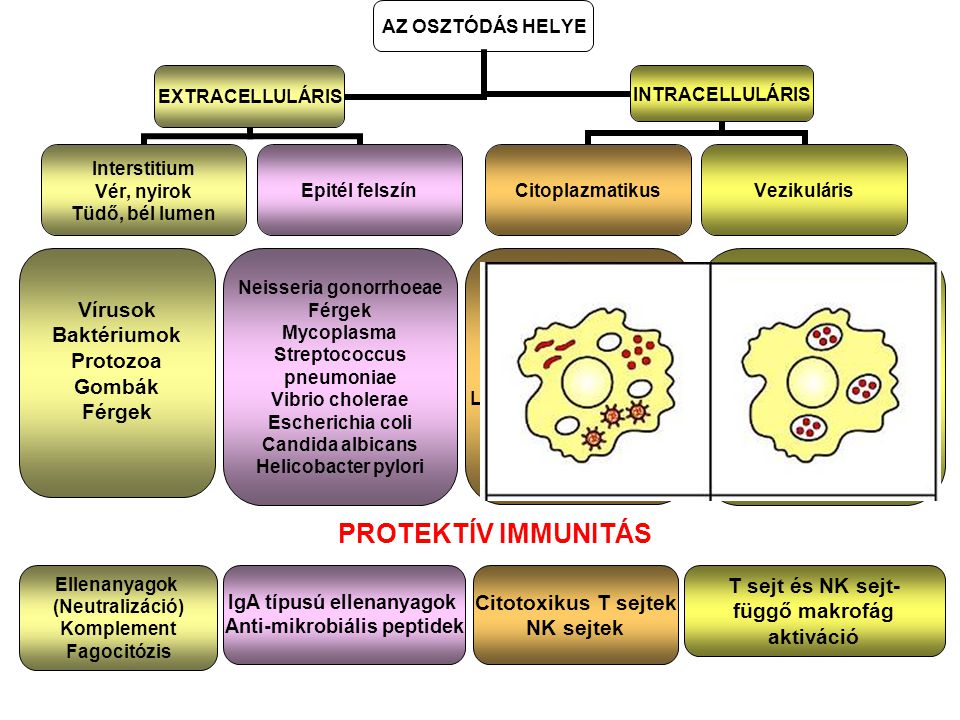Immunkerülési stratégiák paraziták