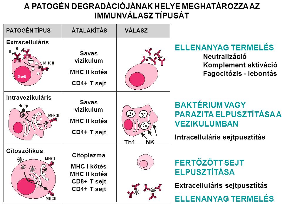 vírusok, amelyek intracelluláris parazitákat mutatnak