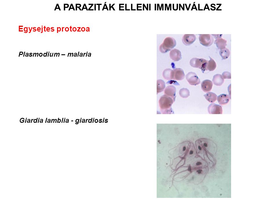 immunválasz a paraziták ellen parazita 2