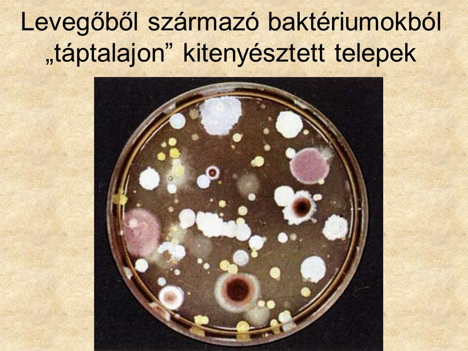 Levegőből származó baktériumokból „táptalajon kitenyésztett telepek