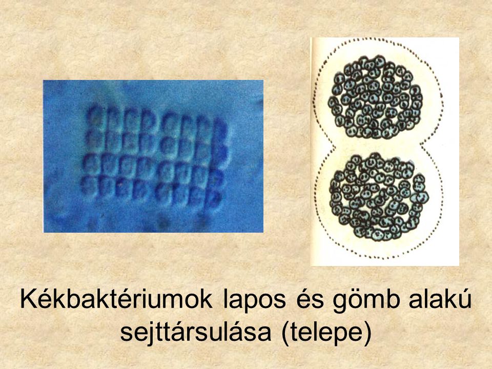 Kékbaktériumok lapos és gömb alakú sejttársulása (telepe)