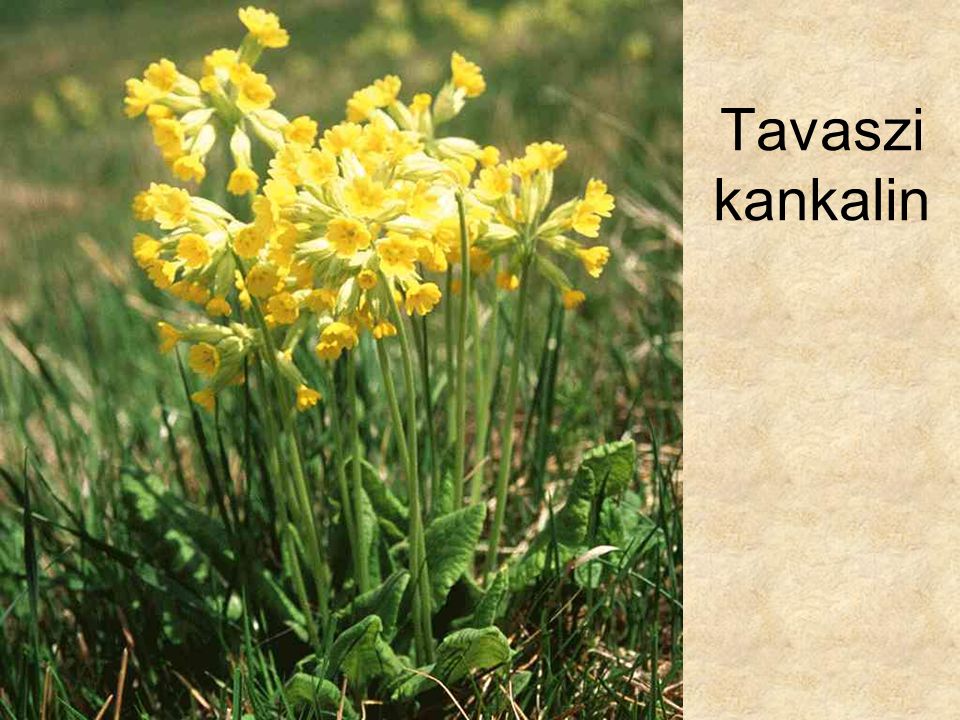 Tavaszi kankalin HERBÁRIUM – Magyarország növényei CD, Kossuth Kiadó