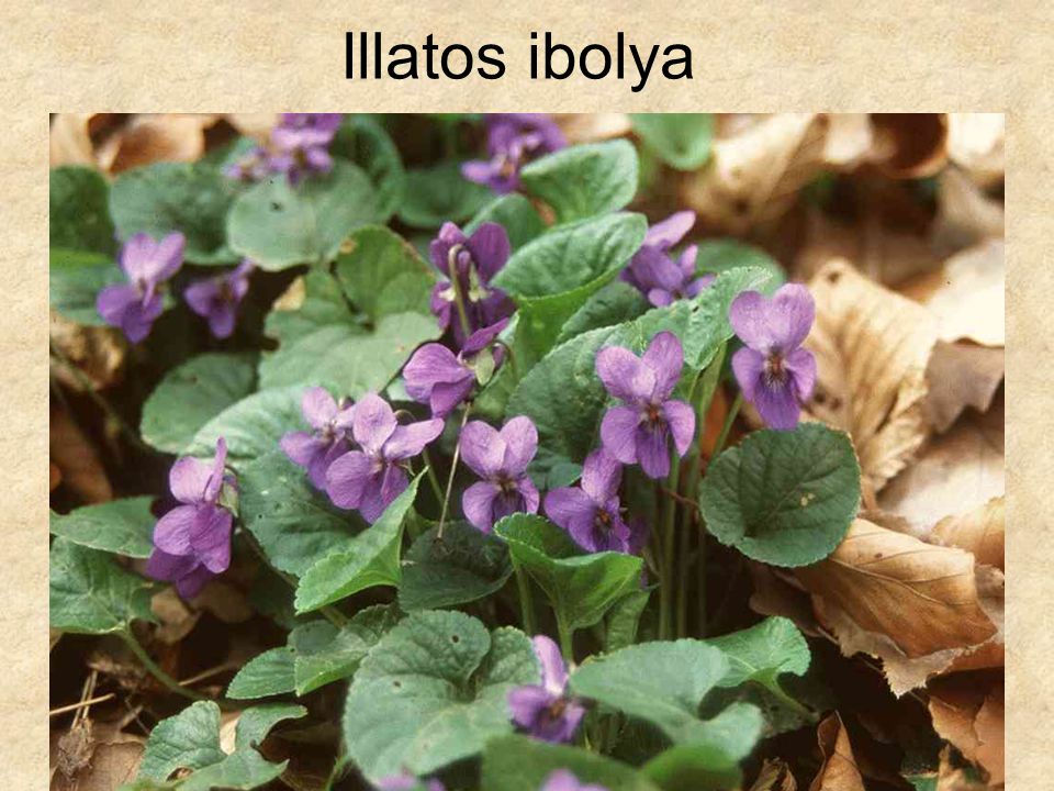 Illatos ibolya HERBÁRIUM – Magyarország növényei CD, Kossuth Kiadó