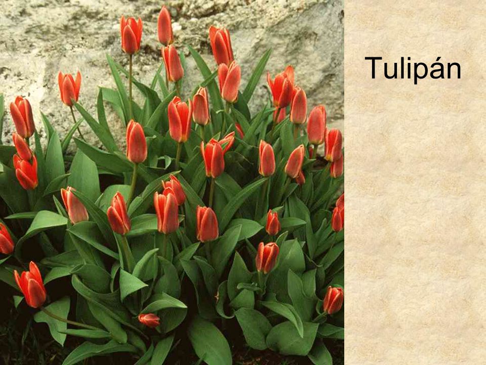 Tulipán HERBÁRIUM – Magyarország növényei CD, Kossuth Kiadó