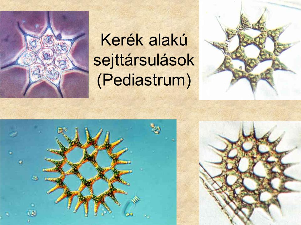 Kerék alakú sejttársulások (Pediastrum)