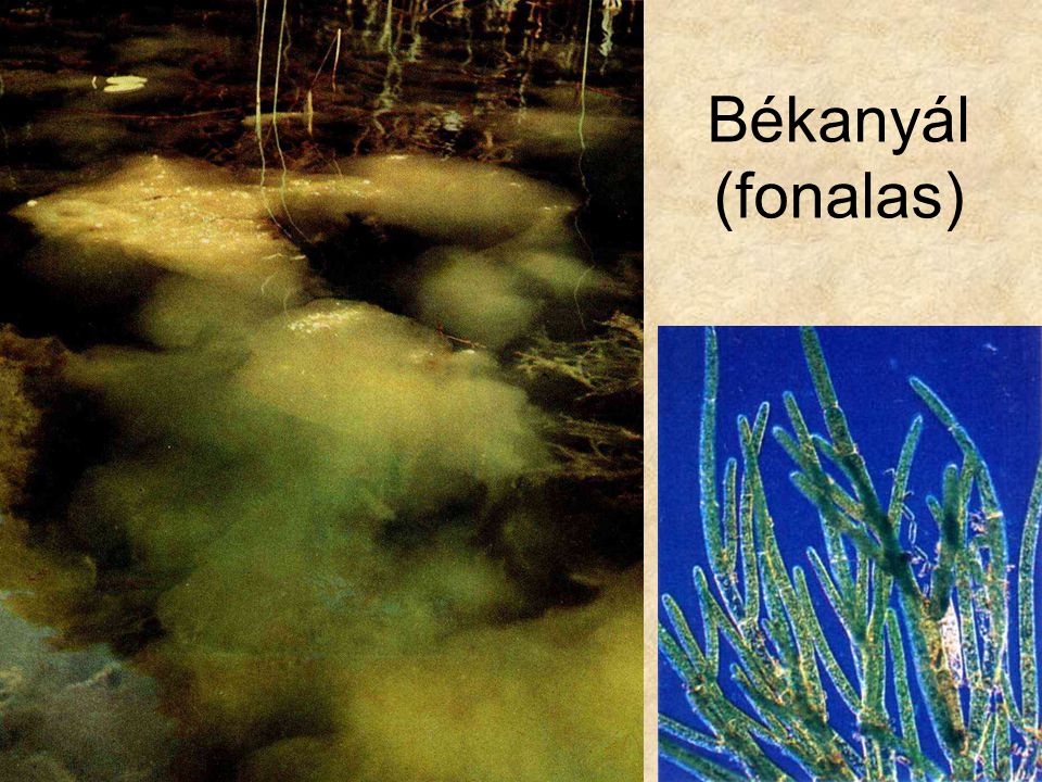 Békanyál (fonalas) Bal oldali kép: Uránia növényvilág - Alacsonyabbrendű növények, Gondolat kiadó.