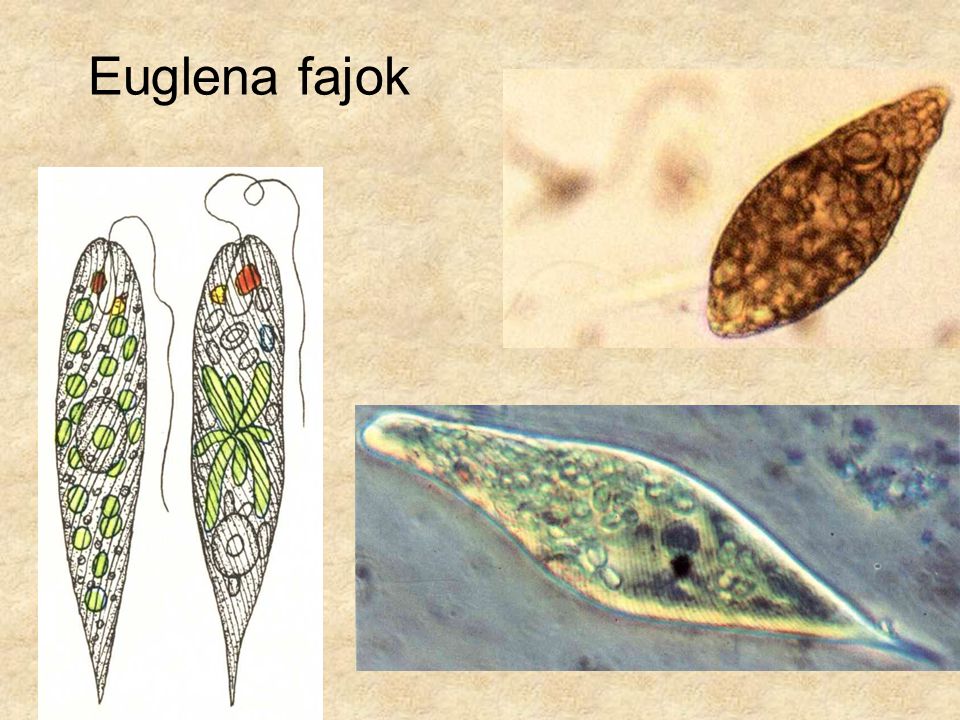 Euglena fajok Baloldali kép: Simon-Csapodi: Kis növényhatározó, Tankönyvkiadó.