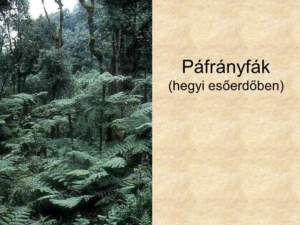 Páfrányfák (hegyi esőerdőben)