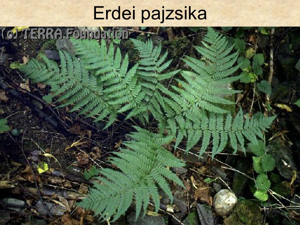 Erdei pajzsika Hazánk növényvilága CD, Terra alapítvány