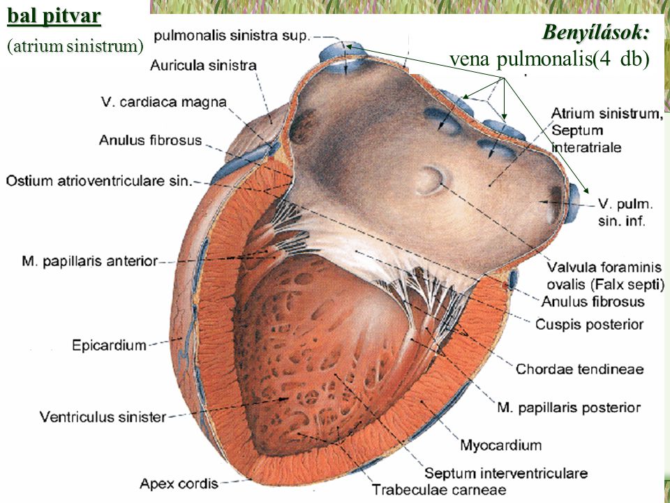 Cordis латынь. Atrium Sinistrum сердце. Ventriculus Sinistrum. Межвенозный бугорок сердца анатомия.